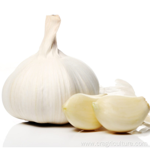 Hot Sale Fresh 5.5cm White Garlic